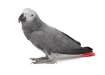 Grey Parrot Breeder Pairs - Lahore Birds