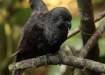 Black Lorikeet Pair - Lahore Birds