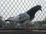 Selling taddy pigeons  - Lahore Birds