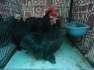 Black Cochin Bantam Adults  - Lahore Birds