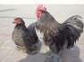 Blue Cochin Bantam (Breeder)  - Lahore Birds