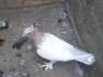 My fancy pigeon  - Lahore Birds