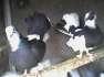 Fantail pigeon pair (Lakey Kabootar) available in Lahore  - Lahore Birds