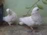 Fancy pigeion breeding pair  - Bangalore Birds