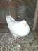 White king breeder male  - Lahore Birds