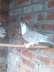 Breeder grey sharazi female  - Lahore Birds