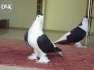 Penguin pigeons are available  - Lahore Birds