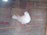 Black and White Pigeons  - Lahore Birds