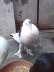 2 beautiful pouter pigeons  - Lahore Birds