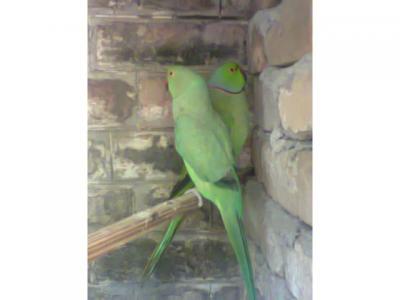 Green ring neck breeder pair - Lahore Birds