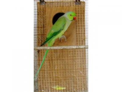  Breeder Pair  - Lahore Birds