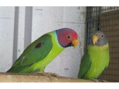 Plumheaded Pair for sale - Lahore Birds