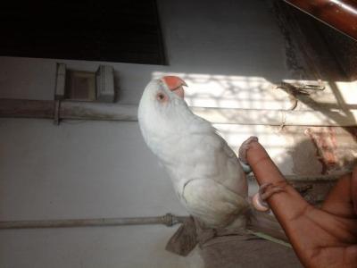 White Indian Ringneck - Lahore Birds