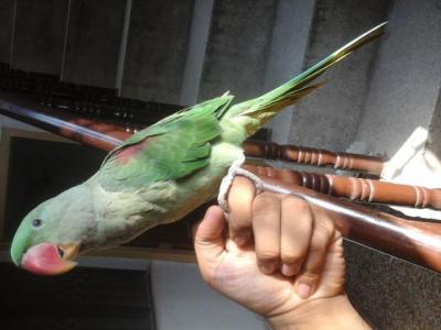 Raw Hand-Tamed - Lahore Birds