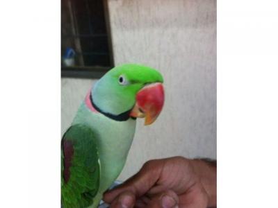  Indian Ringneck Lutino - Lahore Birds