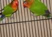 6 breeder pairs  - Lahore Birds