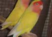 Latino love Bird Pair - Lahore Birds