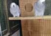 African grey Breeding Pairs - Lahore Birds