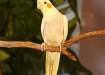 breedar pair cockatiel - Lahore Birds