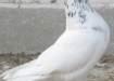 Pigeons  - Lahore Birds