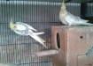 cockatiel pairs - Lahore Birds