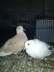 Dove pair egg laying  - Lahore Birds