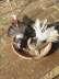 American Fantail Breeder Pair  - Lahore Birds