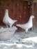 Fancy Pigeons Top Quality  - Lahore Birds