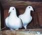 Required White Homer Pigeons...  - Lahore Birds