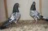 I have ferozpuri pigeons  - Lahore Birds