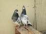 Breeder Teddy pair  - Lahore Birds