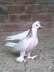 Fancy female pigeon  - Lahore Birds