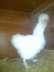 White silkie available  - Lahore Birds