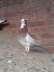 Fancy pigeon active pice  - Lahore Birds