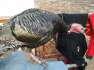 Turkey Bird male  - Lahore Birds