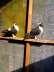 Lahori sharazi pair  - Lahore Birds