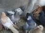 Toli Walay Pigeons  - Lahore Birds