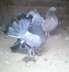 Fantel pigeon payer  - Lahore Birds