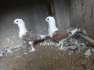 Fown satinet (satinette ) chicks  - Lahore Birds