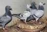 Homers and breeder pairs  - Lahore Birds