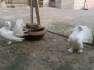 White Lakka Breeder Pair  - Lahore Birds