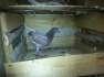 Fancy pigeons pathay  - Lahore Birds