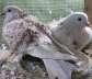 Farilback bredar pair  - Lahore Birds