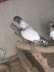 Polish breder pigeon pair  - Lahore Birds