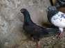 Black cobra pigeon  - Lahore Birds