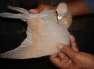 I have indain pigeons  - Lahore Birds