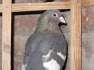 Pigeons of different breed  - Lahore Birds