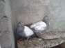 Pigeons chicks available  - Lahore Birds