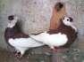 English Saddle Fantail Chiks  - Lahore Birds