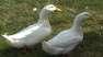 American Ducks Pair  - Hyderabad Birds